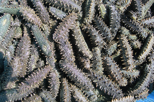 北海道産塩蔵ナマコ