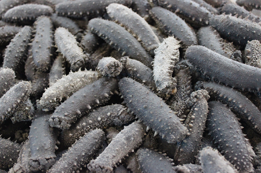 関西産塩蔵ナマコ