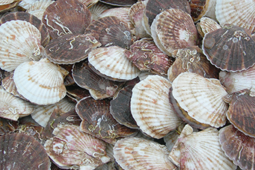 両貝ホタテ(活・冷凍)